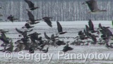 Video of Red-breasted goose - Red-breasted Goose eating grass in winter snow fields